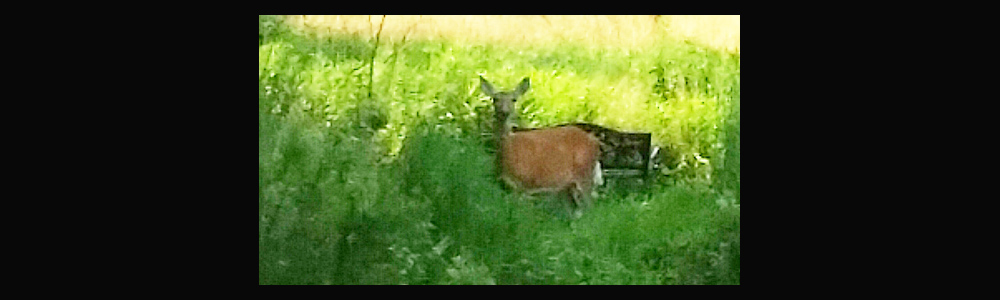 Deer6